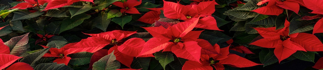 Poinsettia